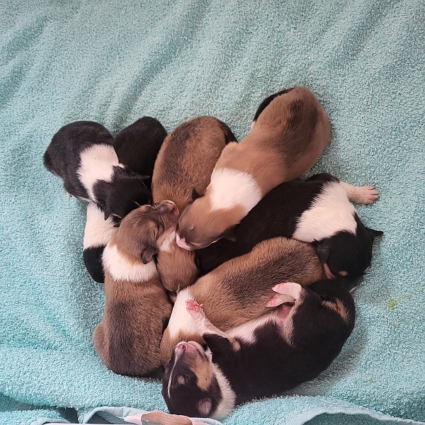 hier sind sie 3 Tage alt